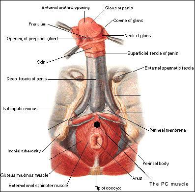 Glans Penis Anatomy 17